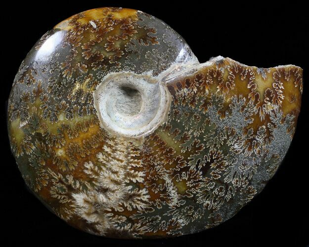 Bargain Polished, Agatized Ammonite - Madagascar #59890